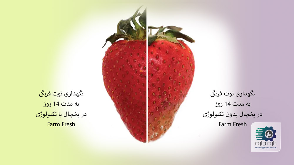 توت فرنگی که در یخچال بدون تکنولوژی Farm Fresh نگهداری شده بعد از 14 روز پلاسیده شده ولی توت فرنگی که در یخچال فریزر بوش با تکنولوژی Farm fresh نگهداری شده سالم مانده